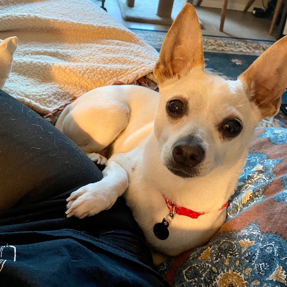 👉shipping from a pet-loving home!